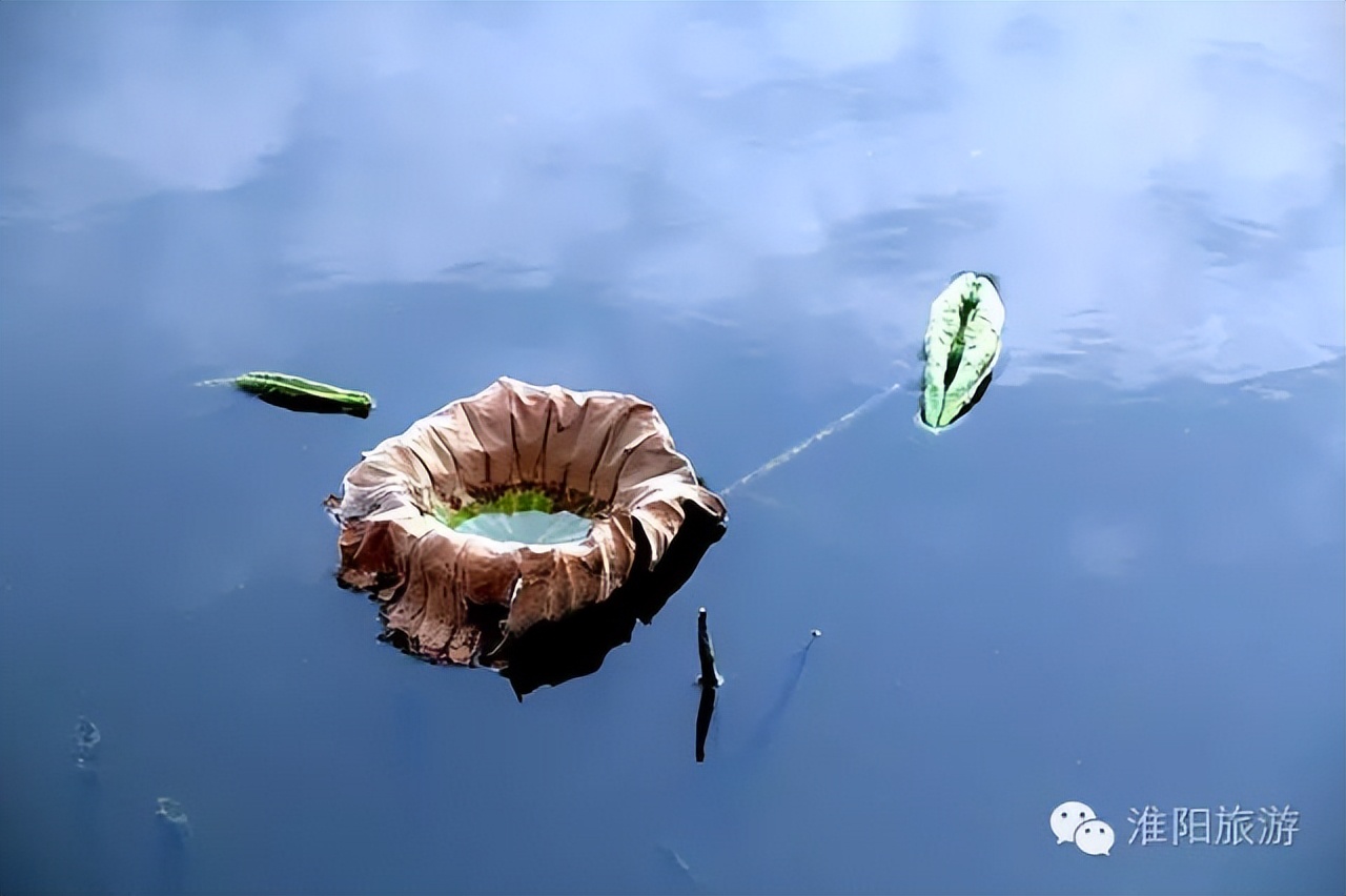 淮阳龙湖赏荷花的季节,淮阳观赏荷花的地方在哪里