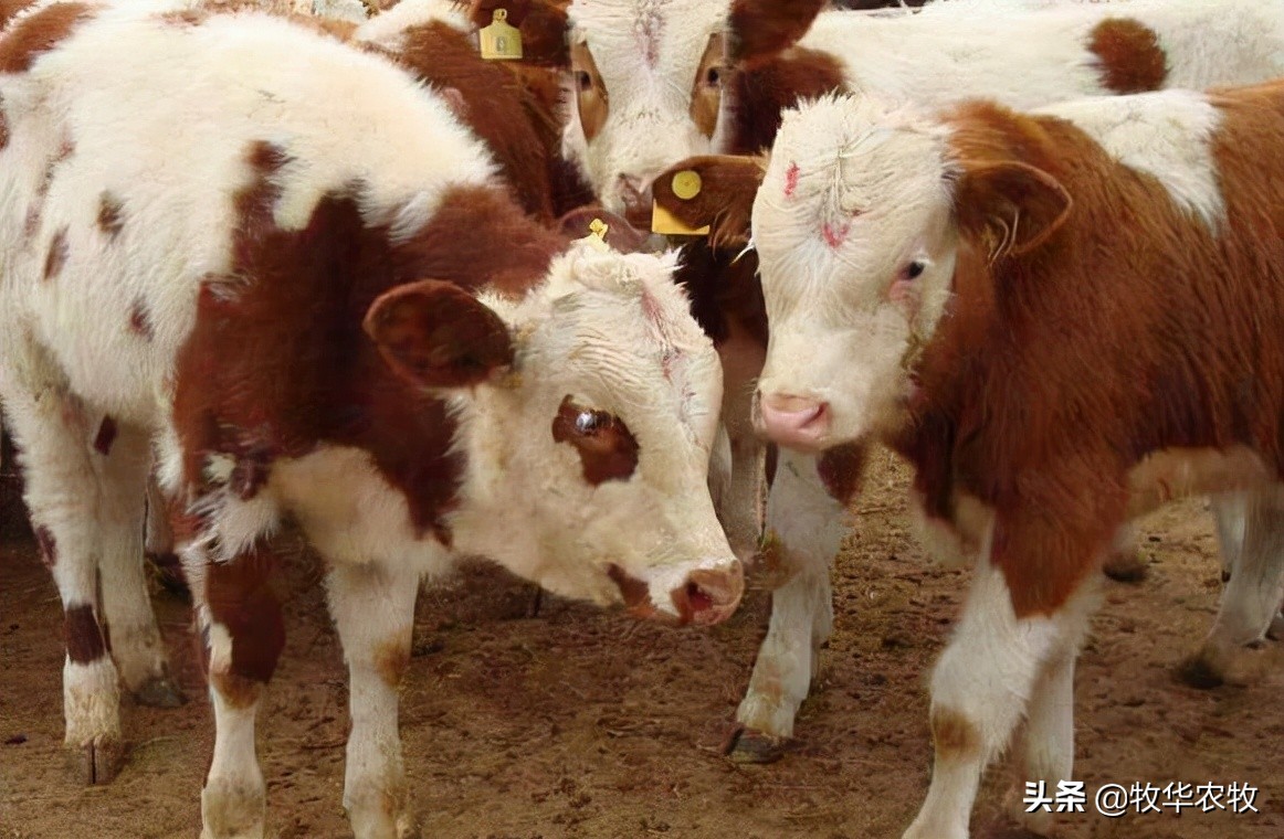 牛犊粪便带血是怎么回事,牛生完牛犊牛乳带血怎么治疗最好