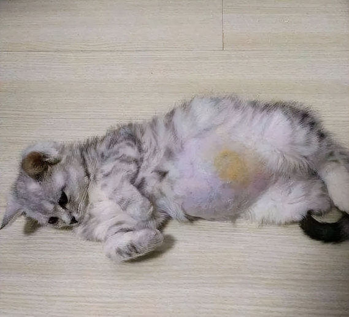 猫得了猫瘟病毒怎么办,治疗猫冠状病毒要多少钱