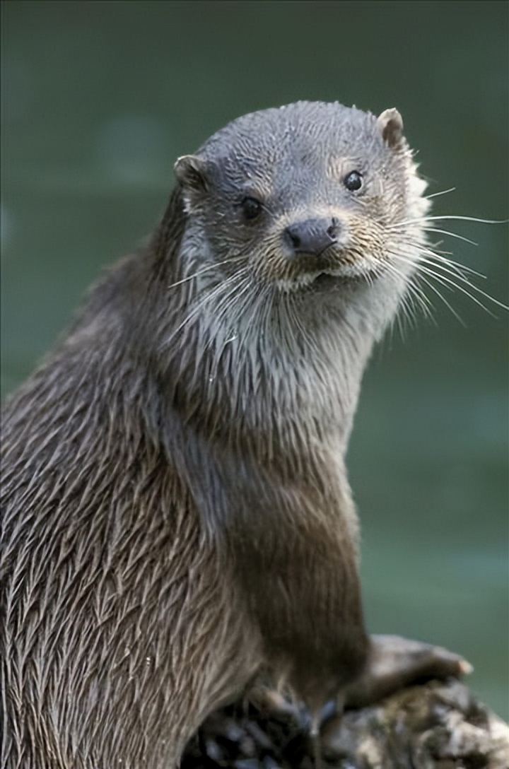 水獭建筑大师,动物界的建筑大师河狸