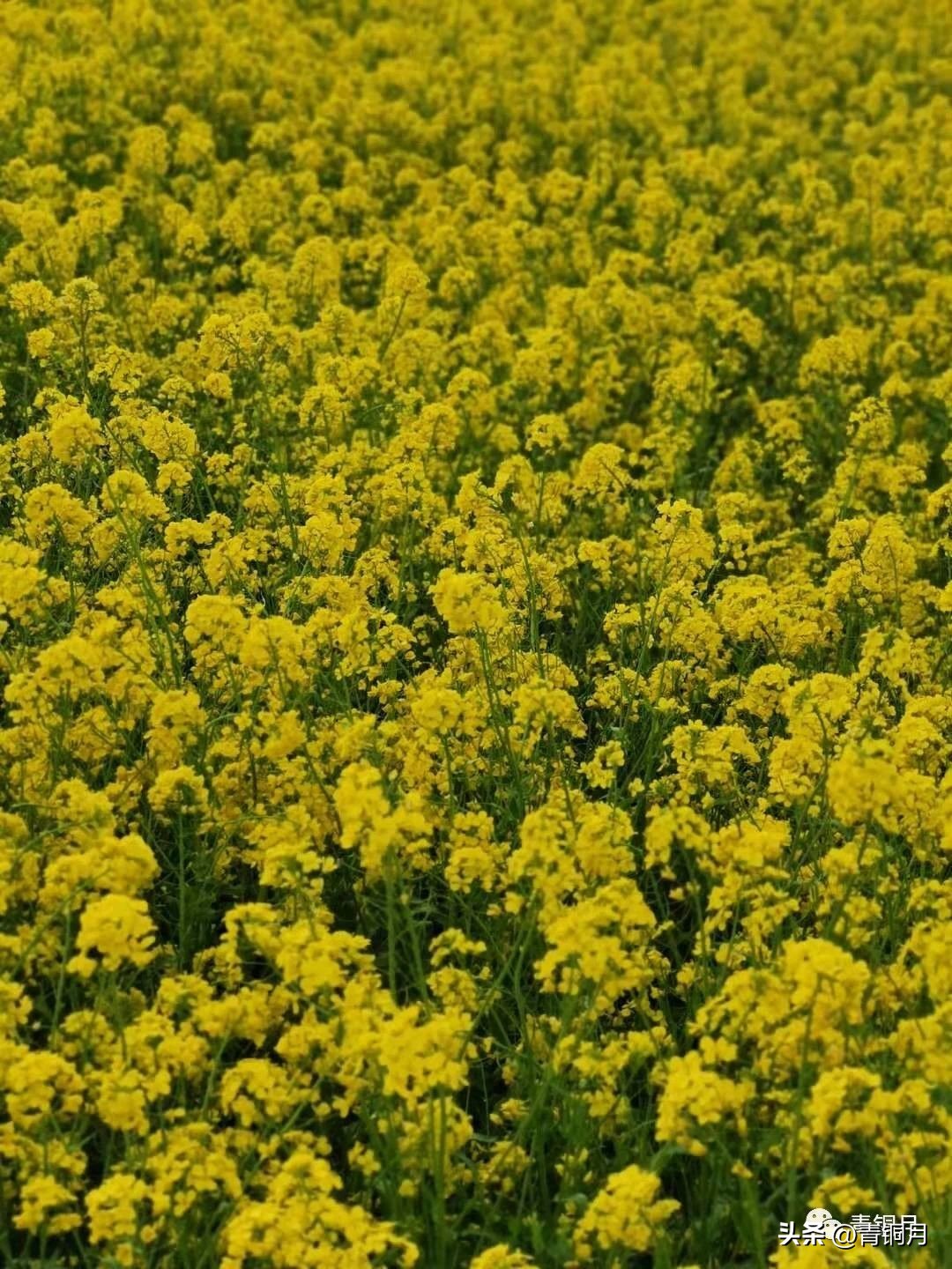 诗词第4册第1课：郁东《我为祖国编一本词典》10万+课程老师讲义