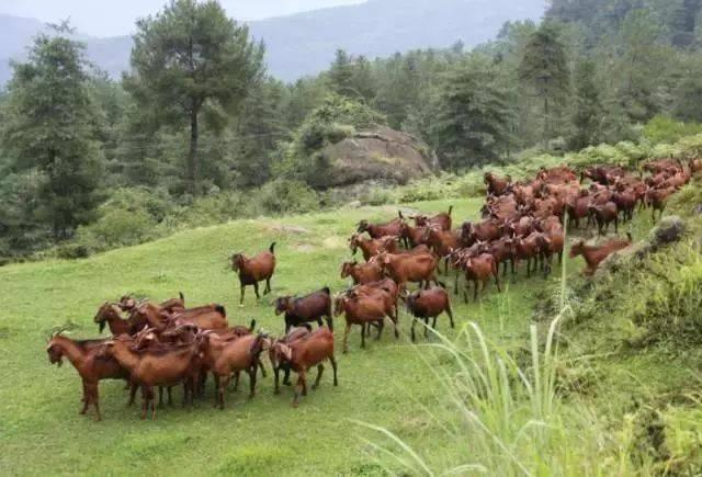 号称中国第一山羊,历40多年心血,它究竟好在哪里?