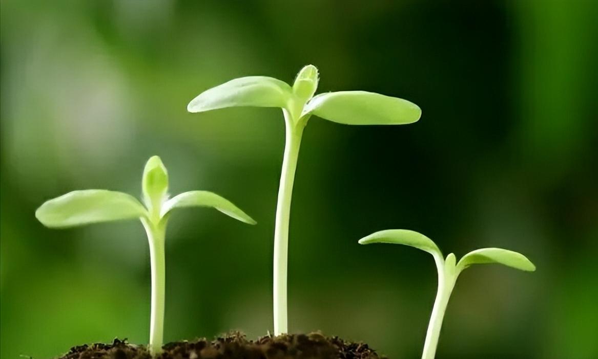 槟榔加烟，法力无边，它到底有何神奇？为何被人们称之为神物？