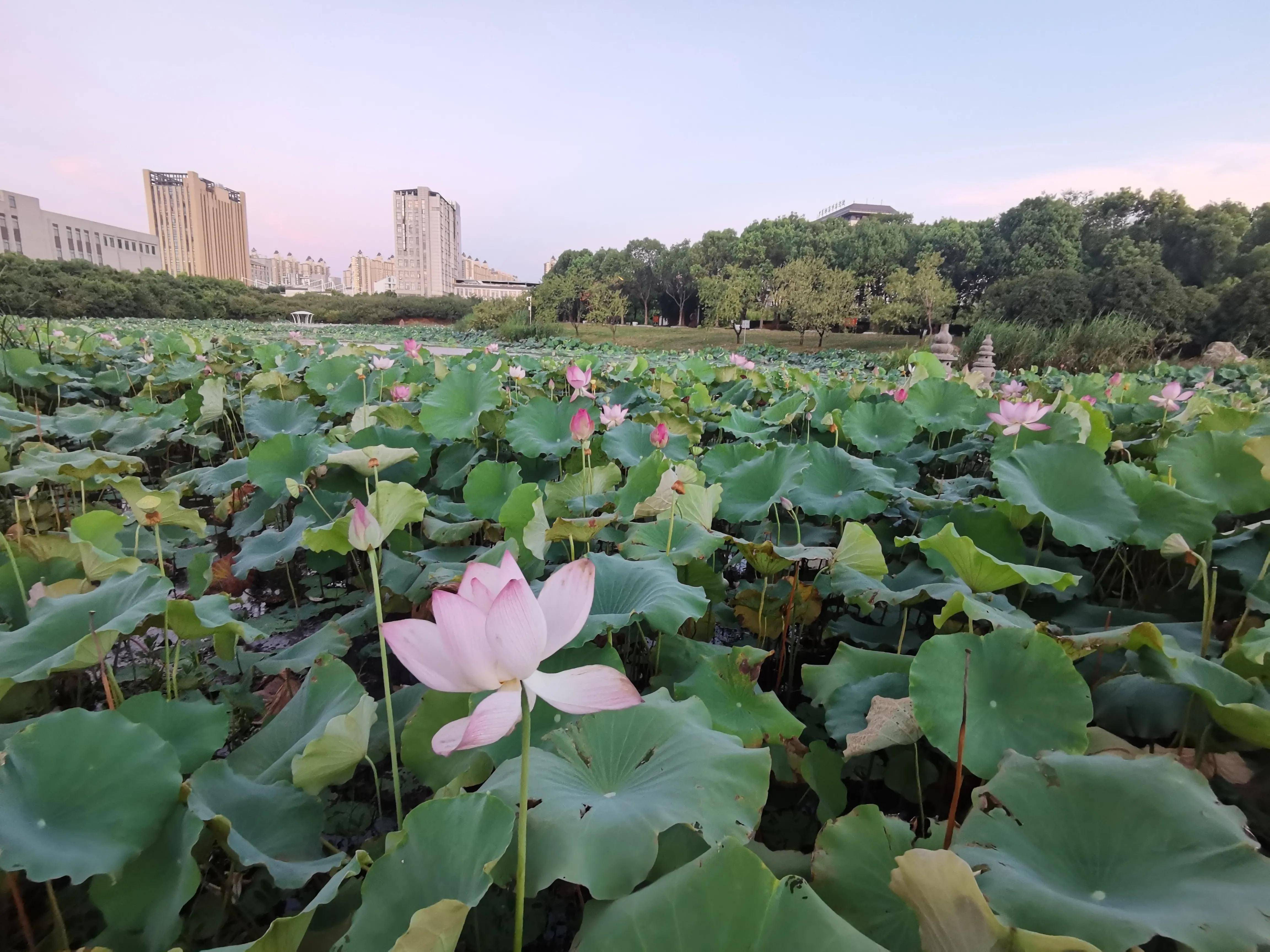 又见荷花香,池塘荷花仍飘香