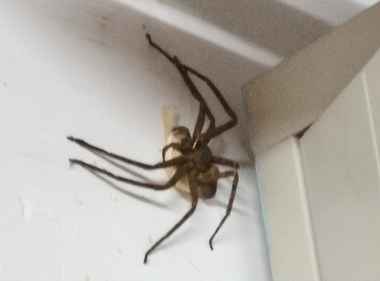 白额高脚蛛可以灭蟑螂吗,白额高脚蛛灭蟑螂靠谱吗