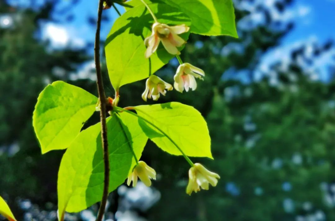 夏至时节最美诗词与佳句,夏至最美的诗句