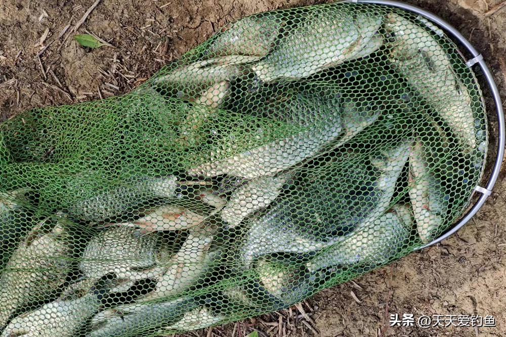 蚯蚓钓鲫鱼调漂绝招,蚯蚓钓鲫鱼调漂的正确方法与技巧