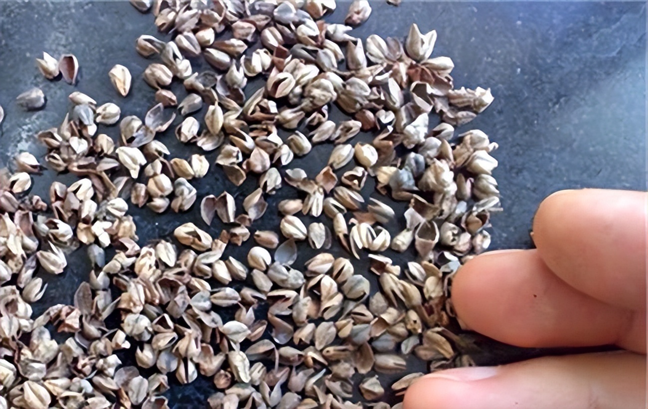 女子耳朵疼,女子耳朵痛痒难耐拆开枕头全是虫