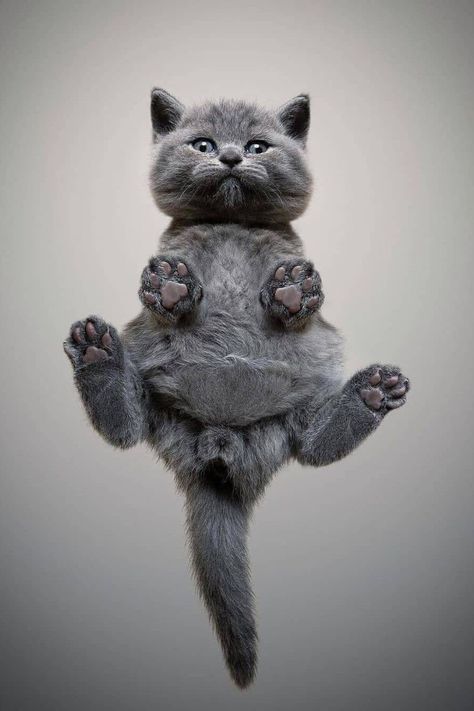 英国短毛猫各种品种大全,英国短毛猫品种介绍大全