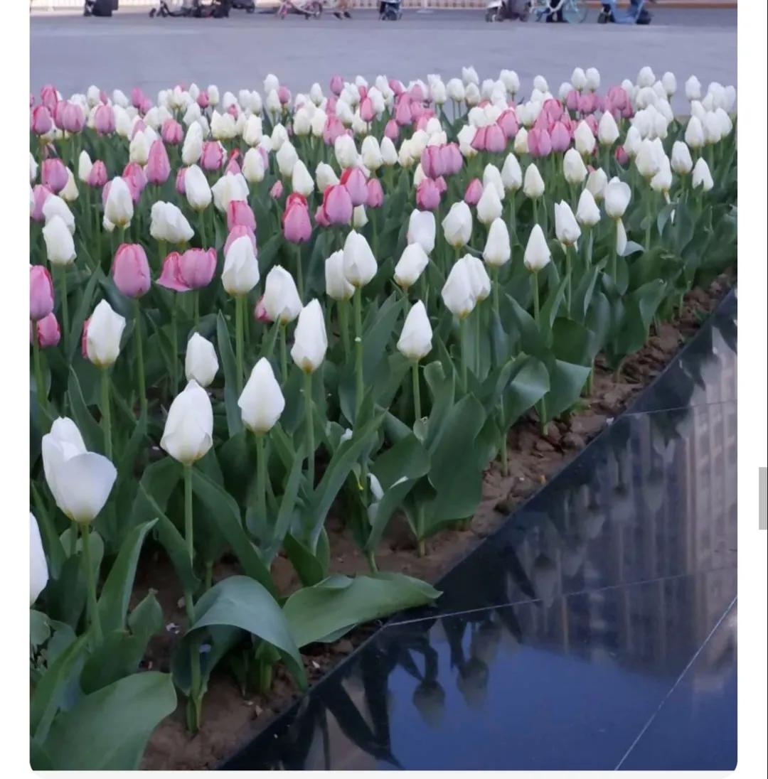 荷兰德国国花分别是什么,荷兰国家简介荷兰的国花