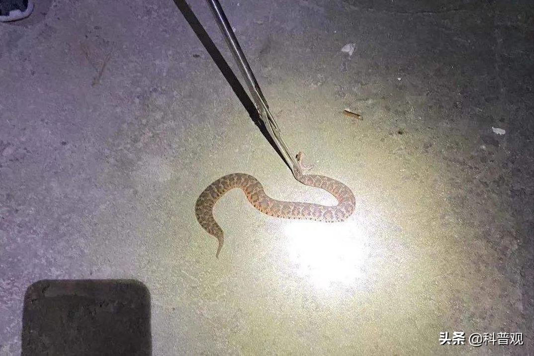 又是蛇！江西老人在被窝里摸到蛇，这种情况该如何处理？