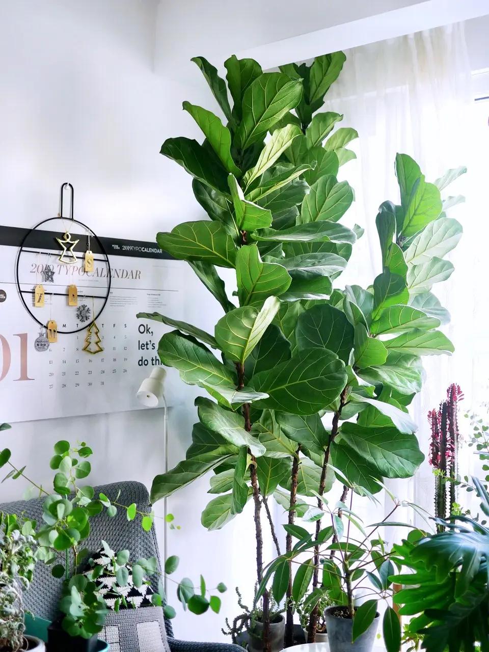 绿巨人盆栽能放在客厅,绿巨人室内大型盆栽
