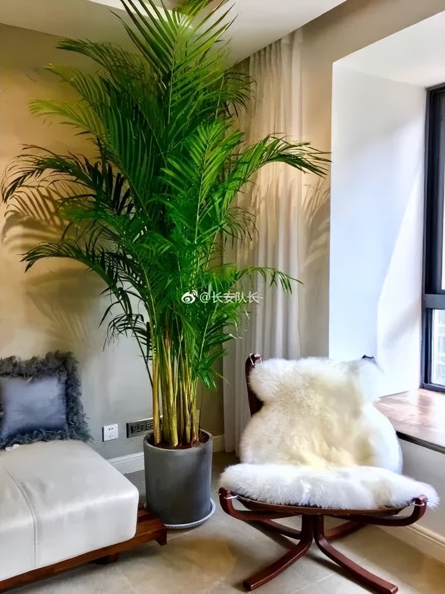 吸甲醛超强的十五种植物,新房如何种植去甲醛植物