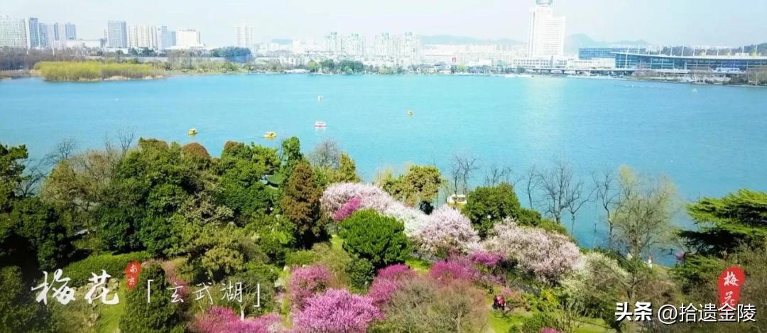 南京看梅花的地方,南京梅花里房价