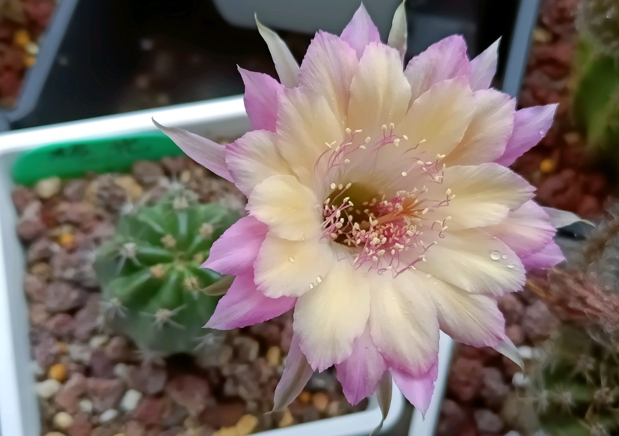 仙人球极光花,仙人球名中的极品