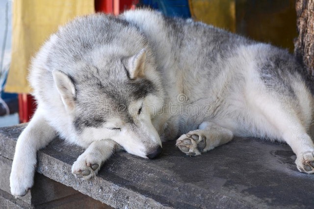 狗狗知道死了会去外面吗,狗狗会知道自己死吗