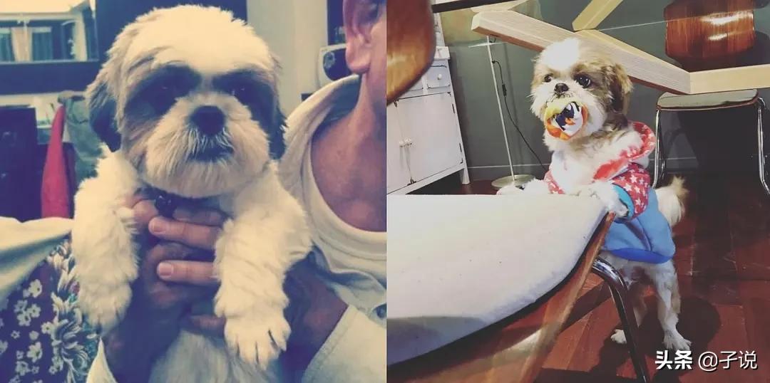 咒的深层解说,东瀛鬼咒牺牲咒解析