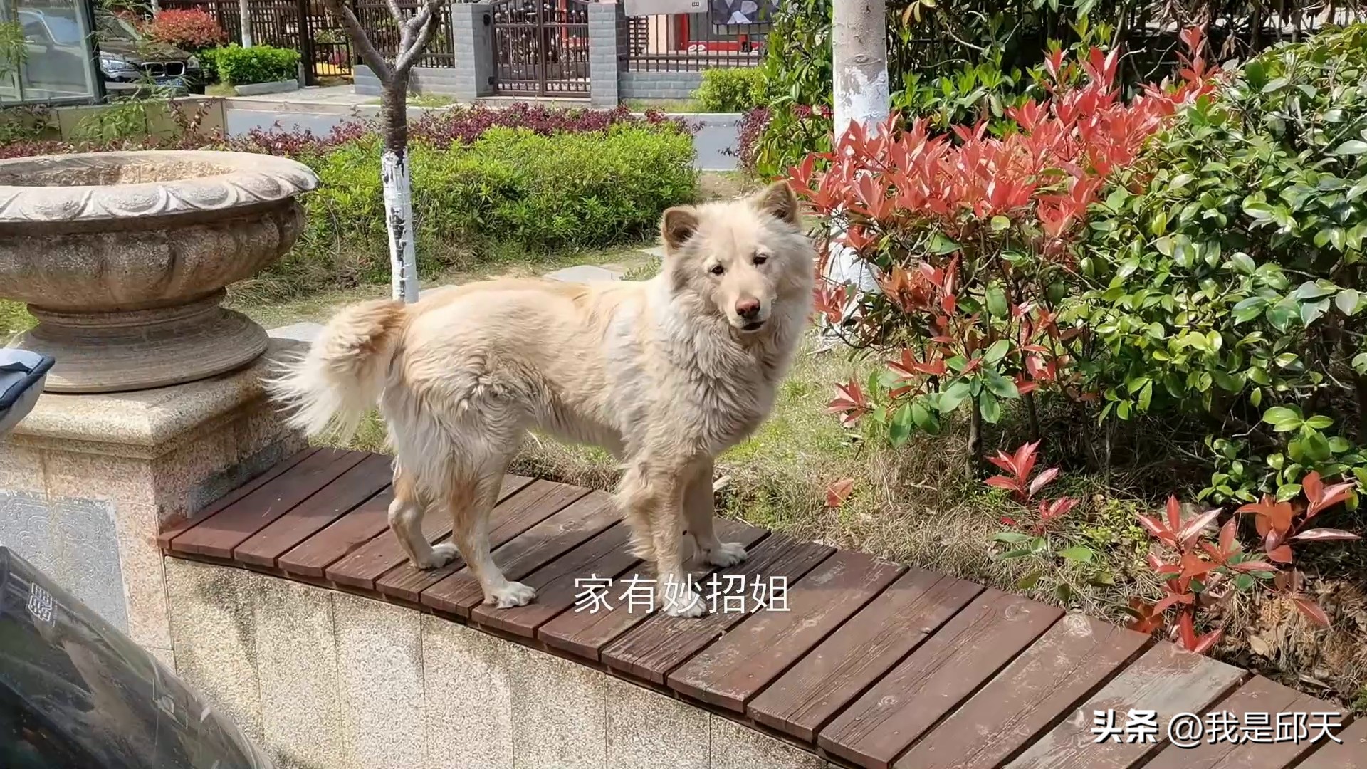 被狗追咬该怎么解决,被狗追咬时该如何自救