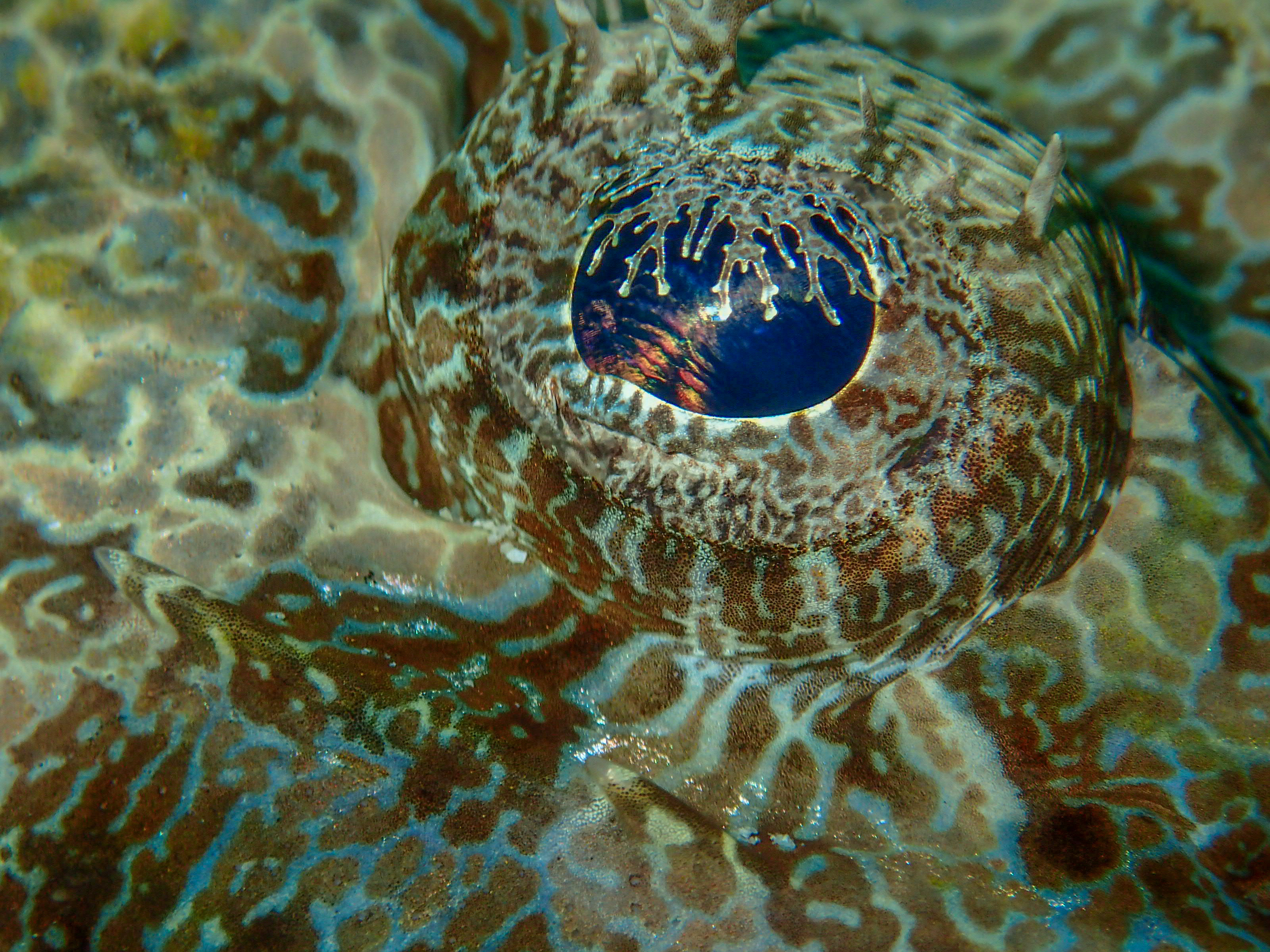 马来西亚仙本那海底,潜水马来西亚仙本那