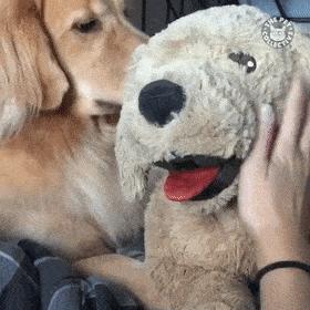 激怒狗子的方法找到了！最后一招最管用！