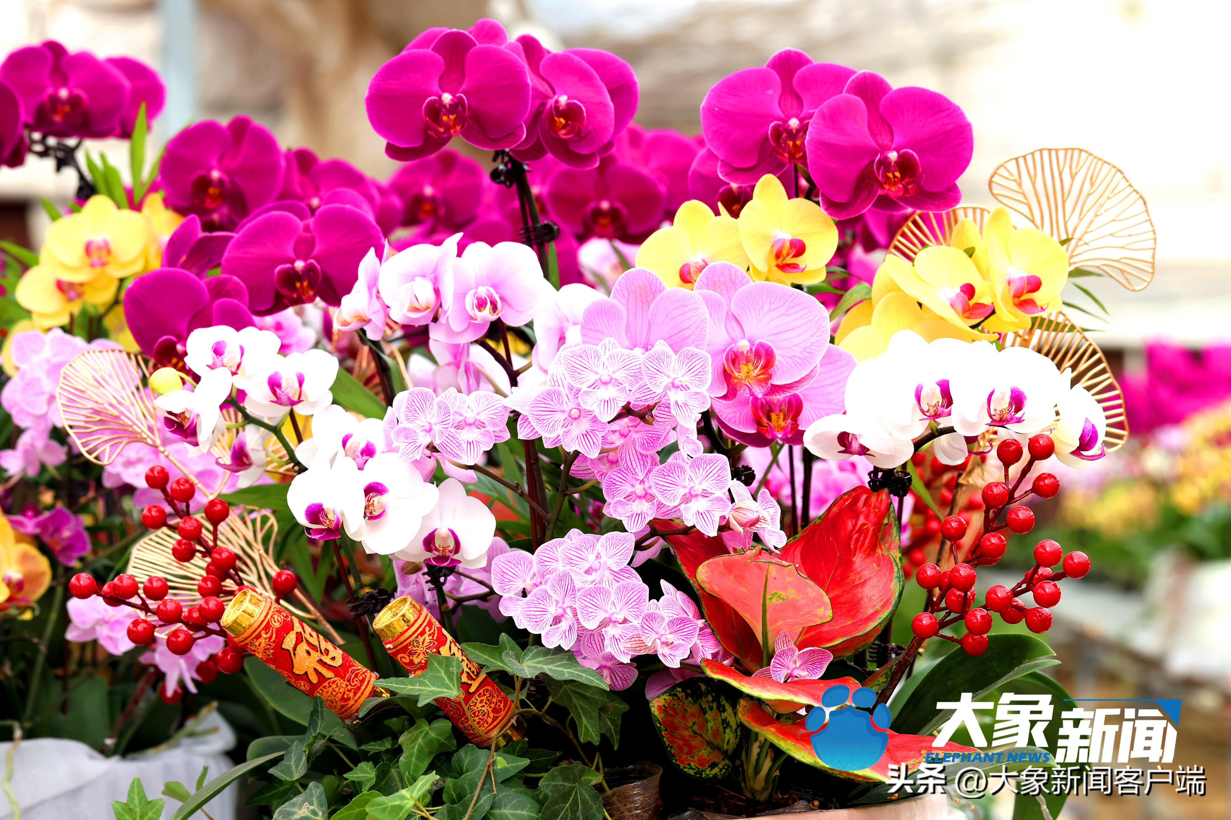 最新蝴蝶兰品种盆栽,河南本地蝴蝶兰
