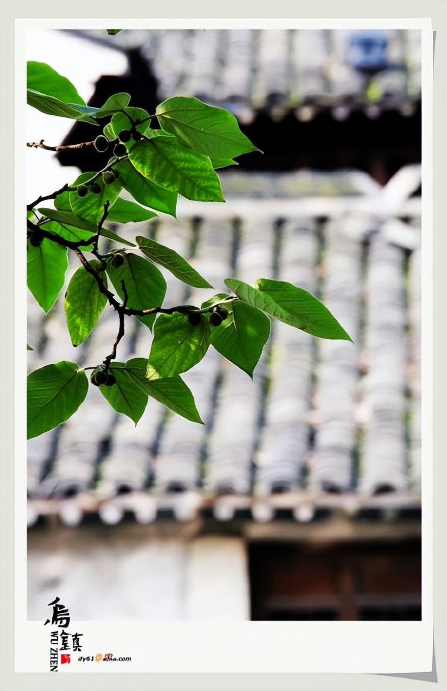 乌镇的似水年华酒吧,乌镇的似水年华在哪里