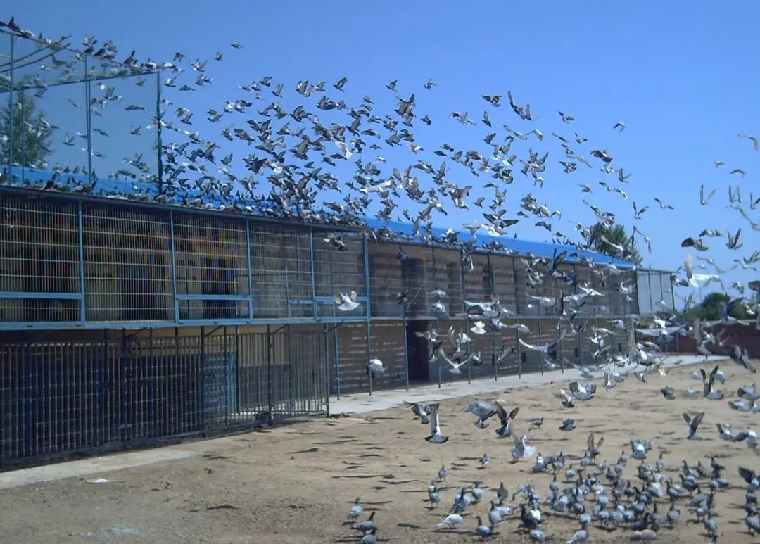 跟赛鸽比赛相比，世界杯*球赌**只能算小场面？