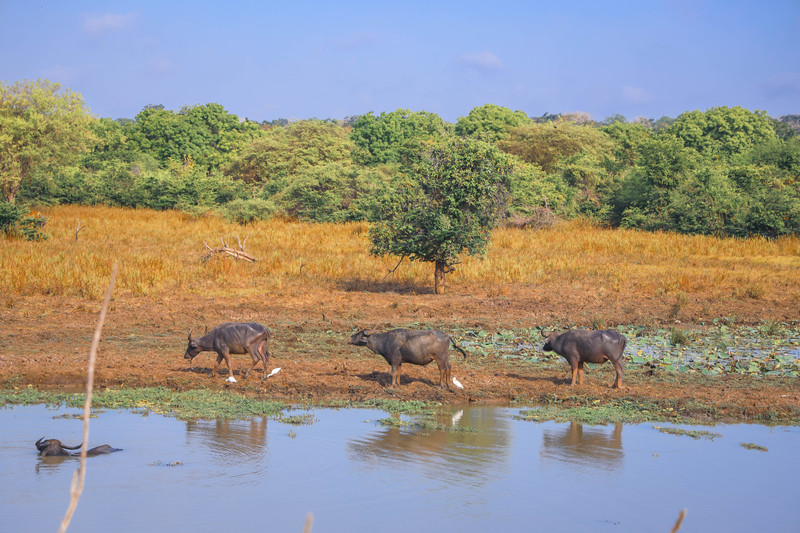 斯里兰卡旅游攻略必去景点,斯里兰卡旅游攻略最佳时间