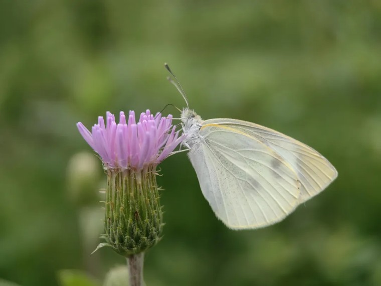 手机摄影作品欣赏夏荷之韵,夏荷摄影效果怎么样