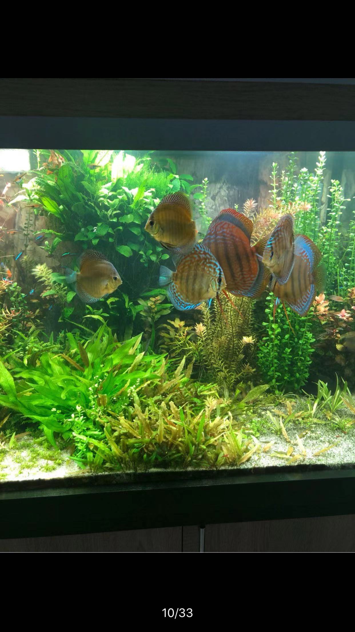 怎样去除养观赏鱼水里的氯,养鱼水如何消毒不伤鱼