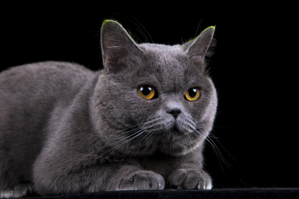 世界猫咪排行榜,世界猫咪品种有哪些