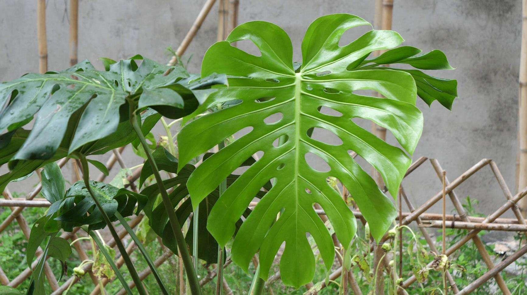 北方吸二手烟克星绿植,可以吸二手烟的花草