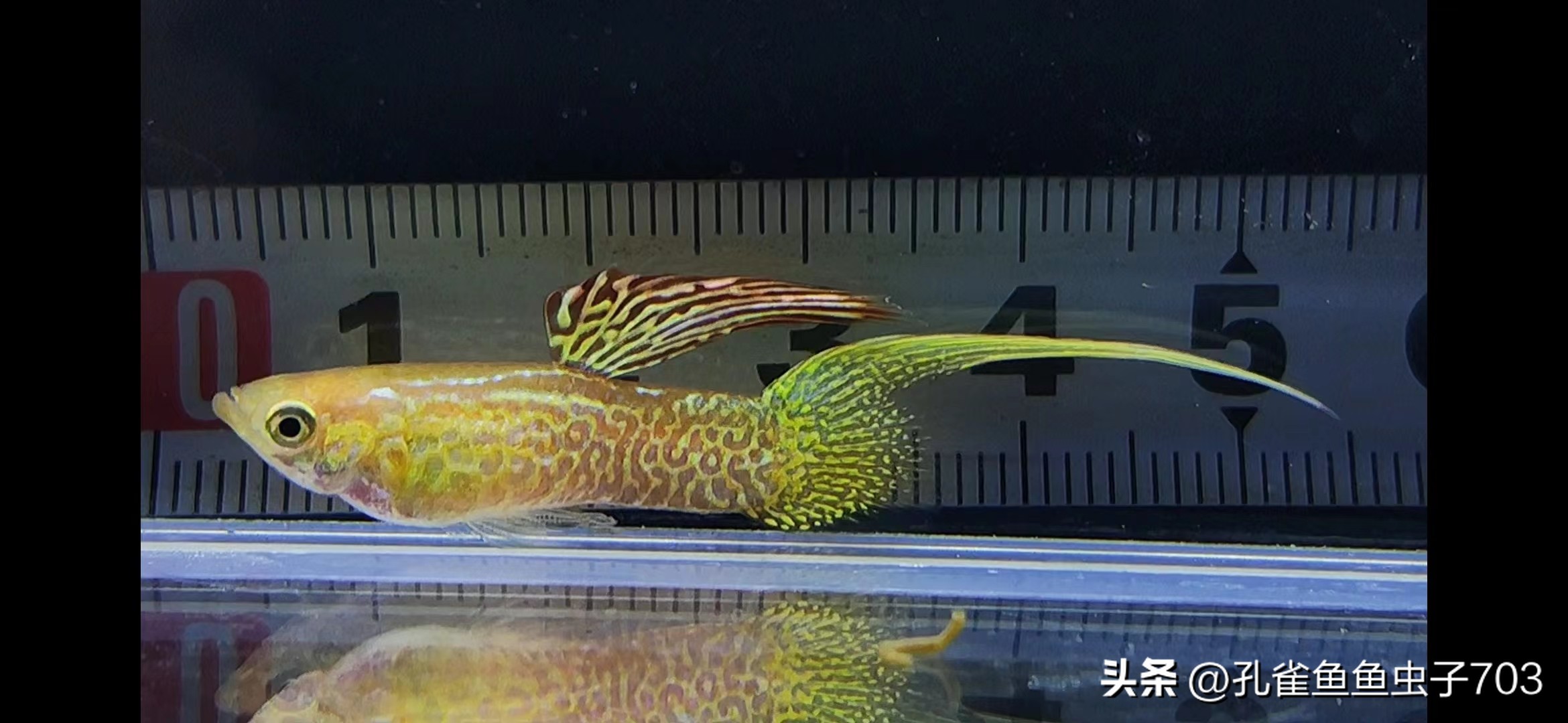 春季鱼为什么死亡如何救活,自己养的鱼无征兆死亡怎么回事