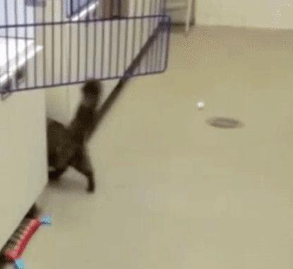 两只猫打架引众猫围观,两只猫打架一只翻肚皮