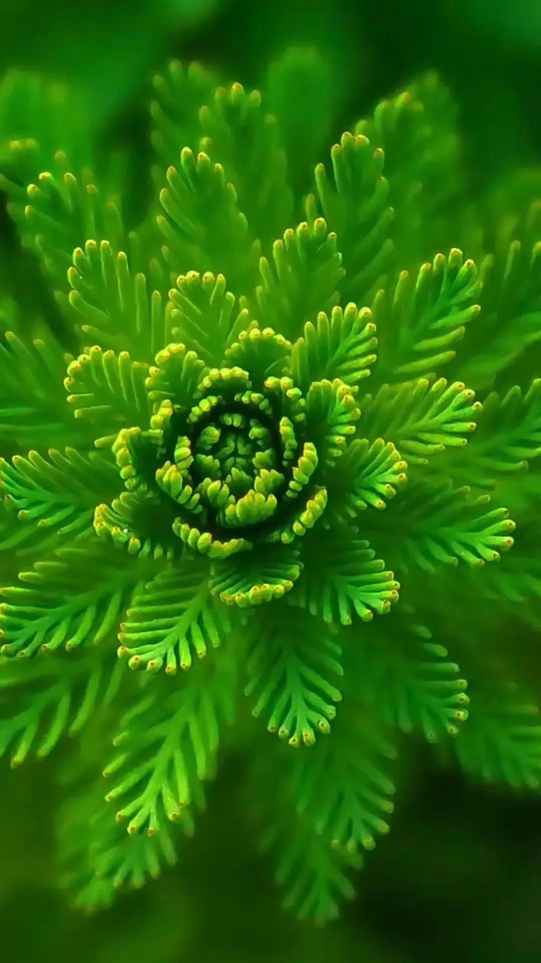 华为壁纸绿色护眼图片大全高清,绿色护眼壁纸高清全屏手机锁屏