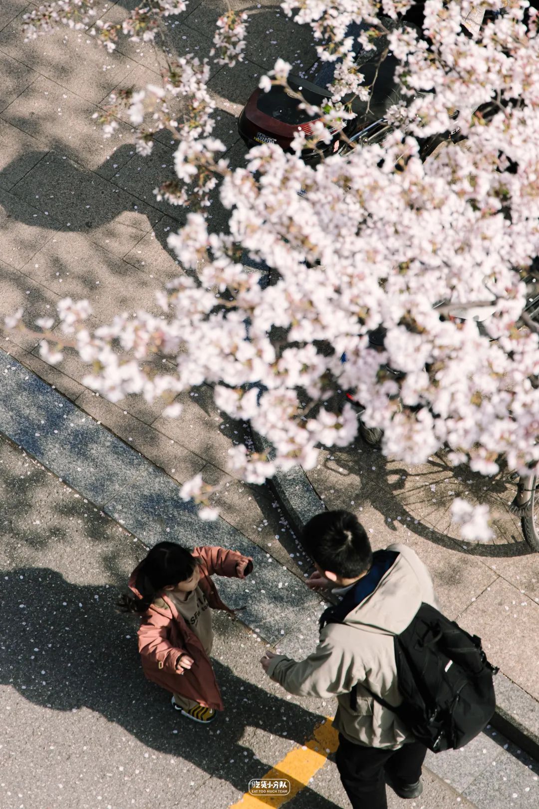 樱花最旺盛的时间,樱花最茂盛的时候是哪个季节