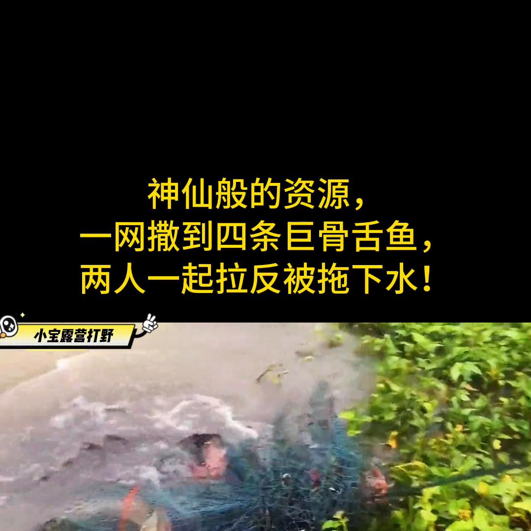 神仙般的资源，一网撒到四条巨骨舌鱼，两人一起拉反被拖下...