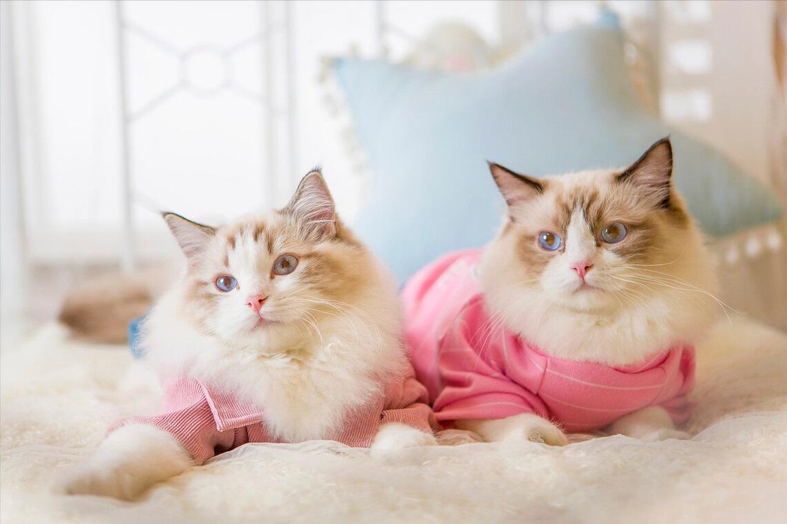 哪10种猫咪既便宜又好养排行榜,新手不建议养的猫咪有哪些