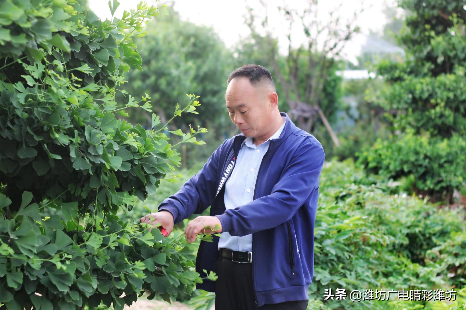 乡村之星话振兴｜赵洪伟：赋能乡村振兴菊花变成“致富花”