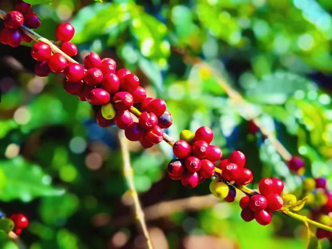 有一种生活叫云南的怒江,有一种生活叫云南生活发布会图片
