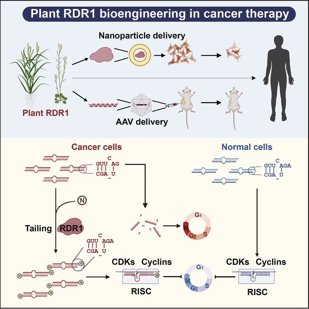 特考韦瑞和布林西多福韦,特考韦瑞和更昔洛
