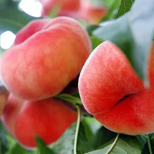 涔℃潙鏁ｆ枃鍥剧墖,锜犳缇庢枃