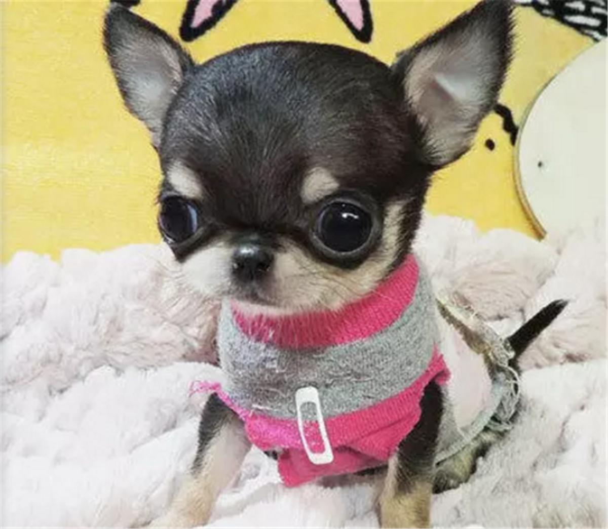 吉娃娃图片价格多少钱一只,吉娃娃多少钱一只很小