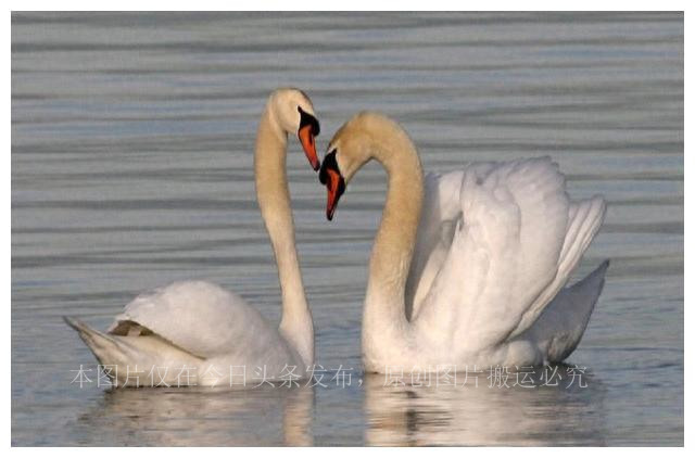 人类祖先的“丁丁”有骨头，现代人类怎么没有“丁丁骨”了呢？