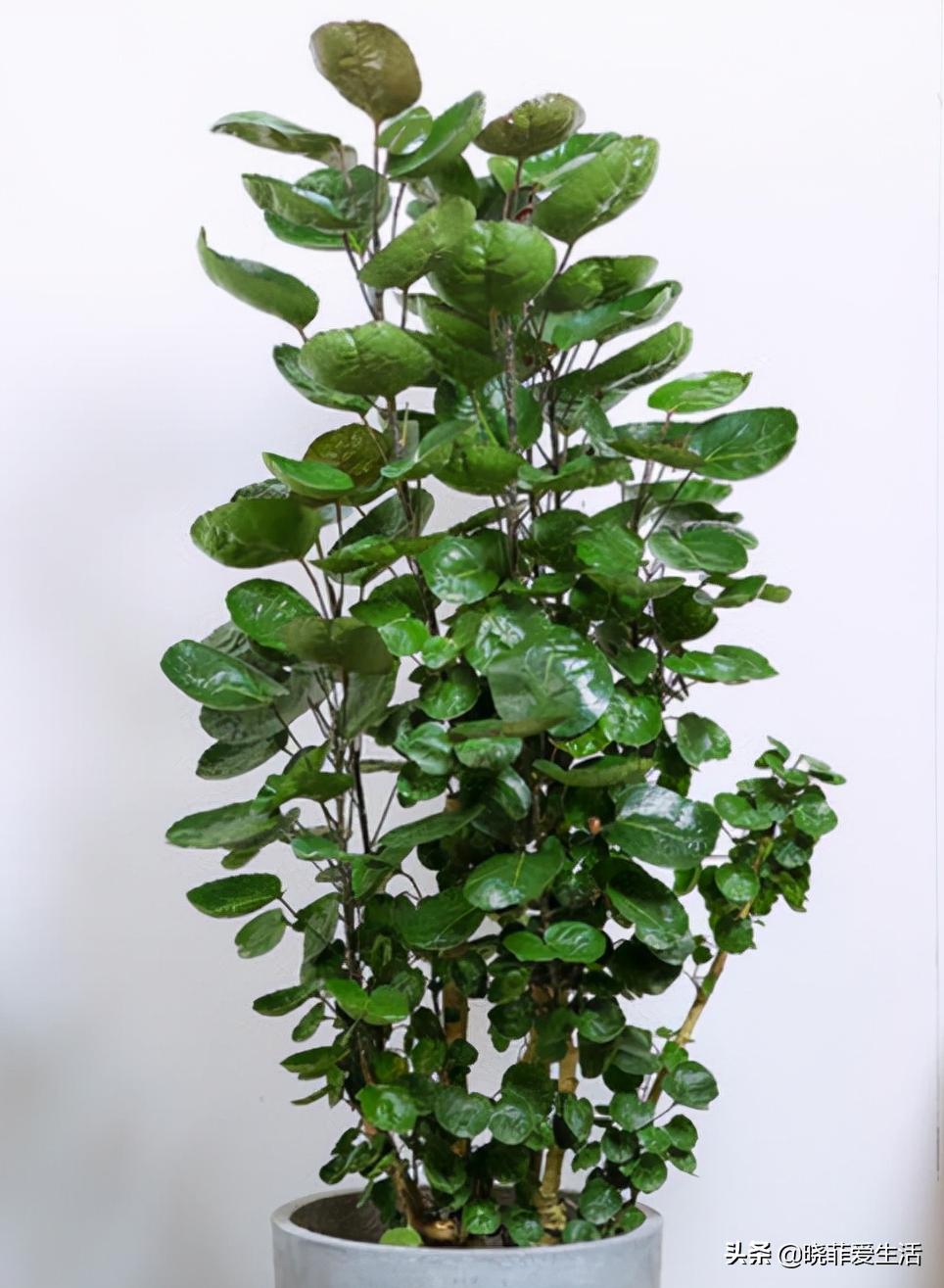 客厅养什么大型绿植最好看又好养,家里养什么绿植最好养又招财客厅