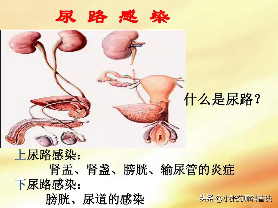 治尿路感染呋喃妥因,反复发作尿路感染能吃呋喃妥因吗