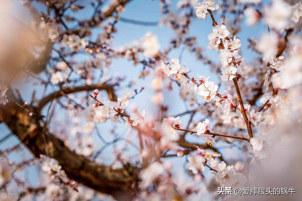 十二花神图谱完整版,工笔画十二花神欣赏