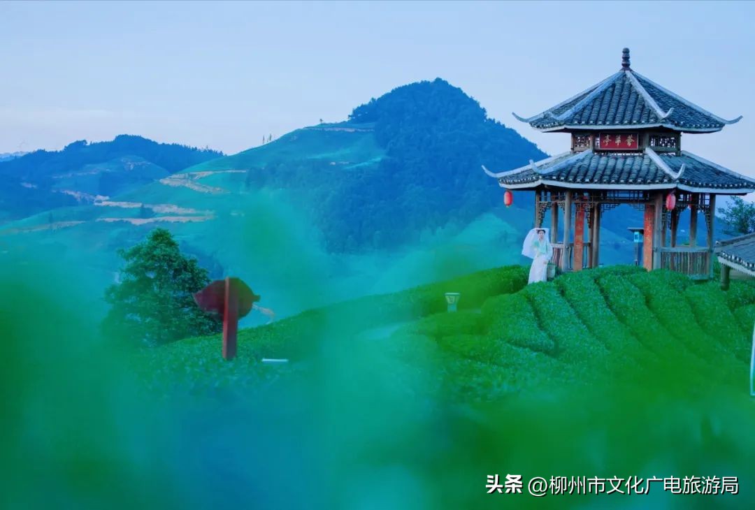 盛夏的风吹过茶园，穿过侗寨，在风情三江留恋不走~