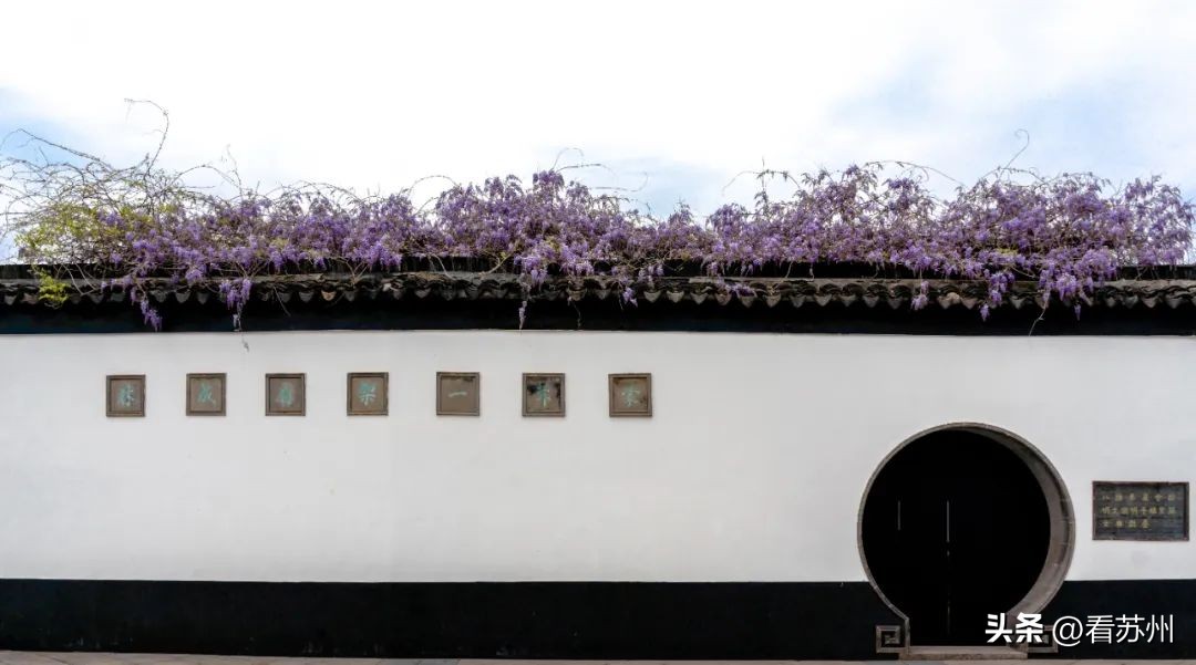 苏州赏花的地方,苏州三月中旬赏花去处