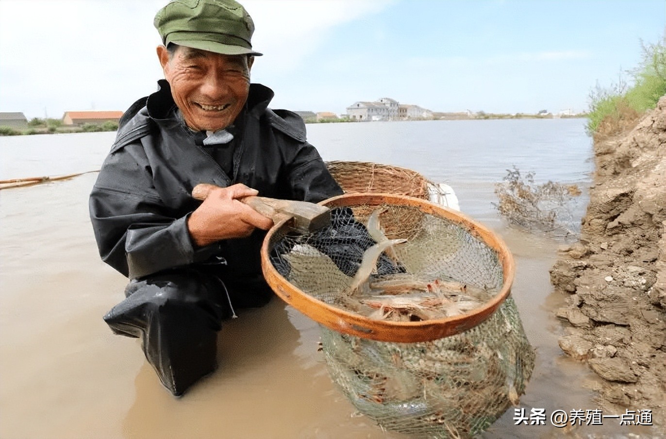 池塘混养花白鲢高产技术,南美白对虾为什么和白鲢混养